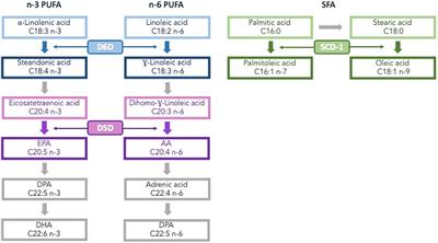 Relationship between estimated desaturase enzyme activity and metabolic syndrome in a longitudinal study